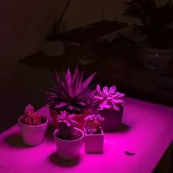 10W Full-Spectrum LED Grow Light - 4-Band Red/Blue/UV/IR For Indoor Plant Growth - GLR-10W4F -Lighting Decoration Store glr 10w4f app basement