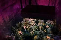 260W Full-Spectrum LED Grow Light - 12-Band Multi Spectrum - Selectable Vegetation And Bloom Switches - GLR-260W12F-VBD 19 260W Full-Spectrum LED Grow Light - 12-Band Multi Spectrum - Selectable Vegetation And Bloom Switches - GLR-260W12F-VBD -Lighting Decoration Store glr 260w12f vbd app 1