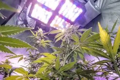 260W Full-Spectrum LED Grow Light - 12-Band Multi Spectrum - Selectable Vegetation And Bloom Switches - GLR-260W12F-VBD 20 260W Full-Spectrum LED Grow Light - 12-Band Multi Spectrum - Selectable Vegetation And Bloom Switches - GLR-260W12F-VBD -Lighting Decoration Store glr 260w12f vbd app 2