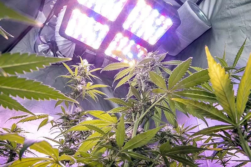 260W Full-Spectrum LED Grow Light - 12-Band Multi Spectrum - Selectable Vegetation And Bloom Switches - GLR-260W12F-VBD 10 260W Full-Spectrum LED Grow Light - 12-Band Multi Spectrum - Selectable Vegetation And Bloom Switches - GLR-260W12F-VBD - Image 10