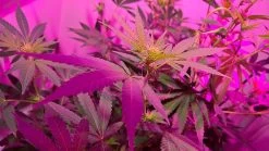 390W Full-Spectrum LED Grow Light - 12-Band Multi Spectrum - Selectable Vegetation And Bloom Switches - GLR-390W12F-VBD 16 390W Full-Spectrum LED Grow Light - 12-Band Multi Spectrum - Selectable Vegetation And Bloom Switches - GLR-390W12F-VBD -Lighting Decoration Store glr 390w12f vbd app 2