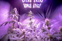 510W Full-Spectrum LED Grow Light - 12-Band Multi Spectrum - Selectable Vegetation And Bloom Switches - GLR-510W12F-VBD -Lighting Decoration Store glr 510w12f vbd app 1