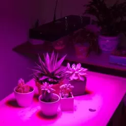 65W Full-Spectrum LED Grow Light - 5-Band Red/Blue/UV/IR/White For Indoor Plant Growth - GLR-65W5F 13 65W Full-Spectrum LED Grow Light - 5-Band Red/Blue/UV/IR/White For Indoor Plant Growth - GLR-65W5F -Lighting Decoration Store glr 65w5f app basement